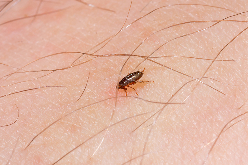 Flea Pest Control in Solihull West Midlands